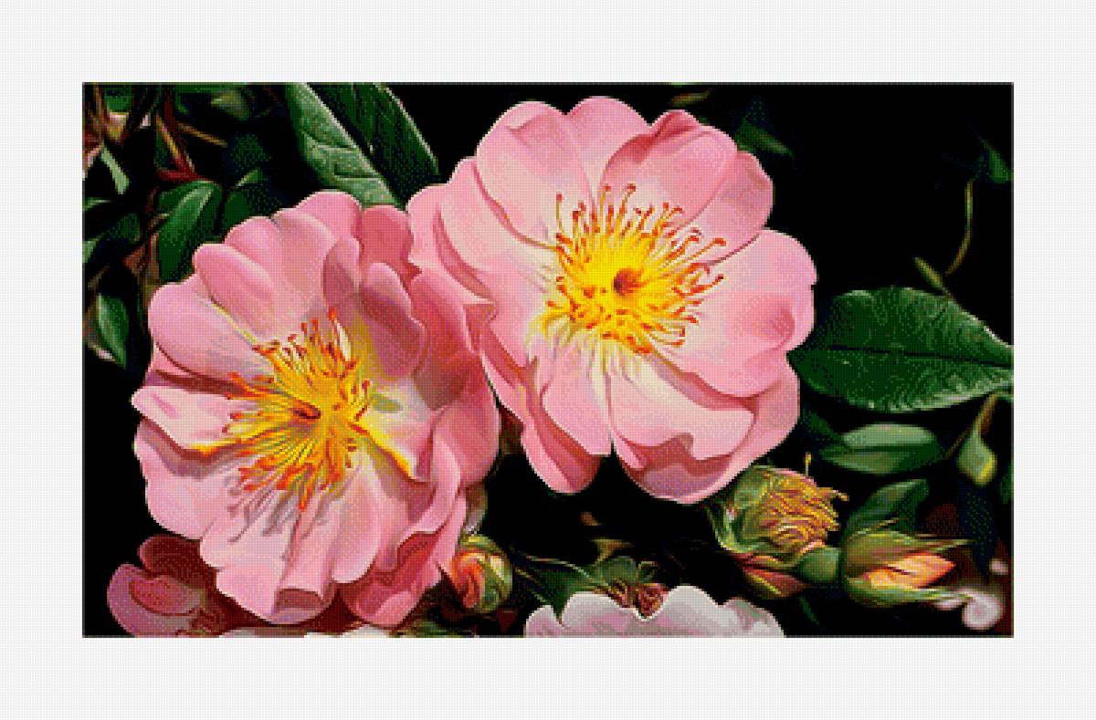 Цветы. - шиповник, цветы - предпросмотр