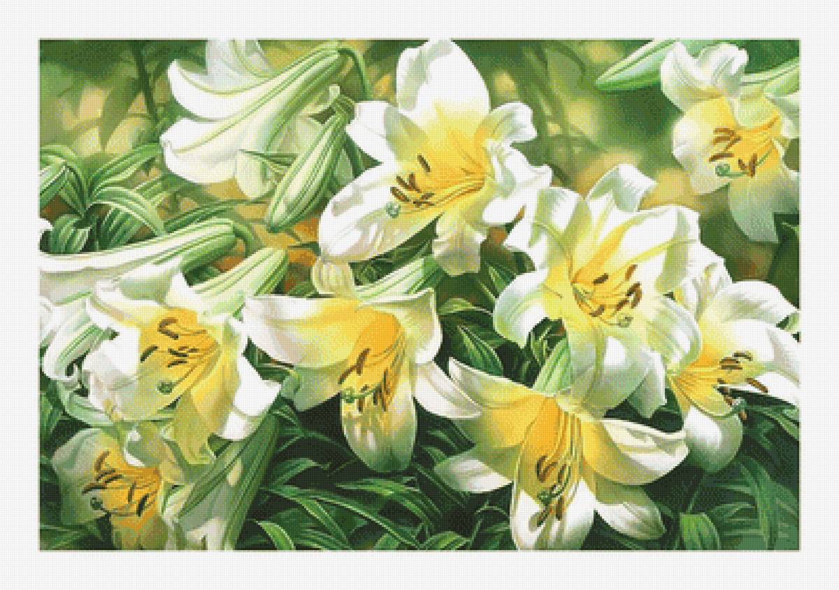 Белые лилии. - лилии, цветы, букет, живопись - предпросмотр