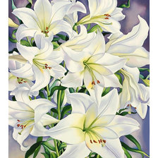Схема вышивки «Белые лилии.»
