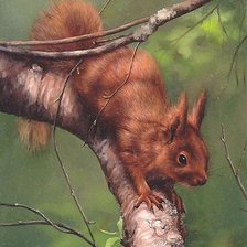 Схема вышивки «белка»