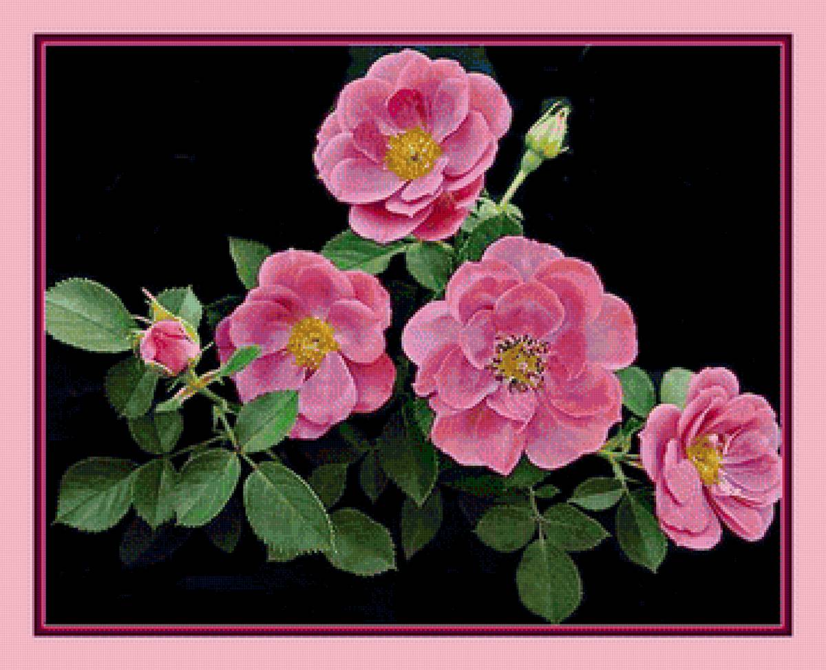 Шиповник - цветы - предпросмотр