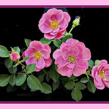 Схема вышивки «Шиповник»