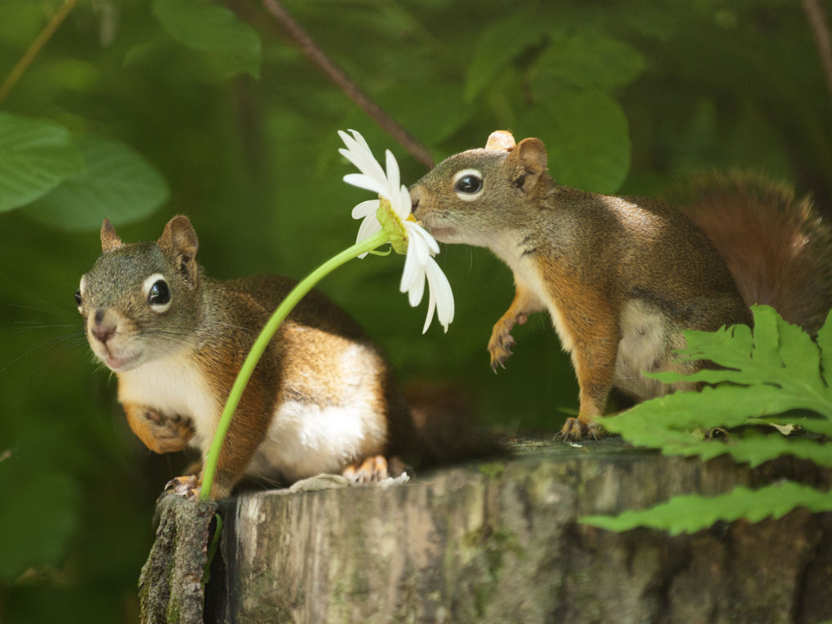 Любит, не любит... - лес, белки, животные - оригинал