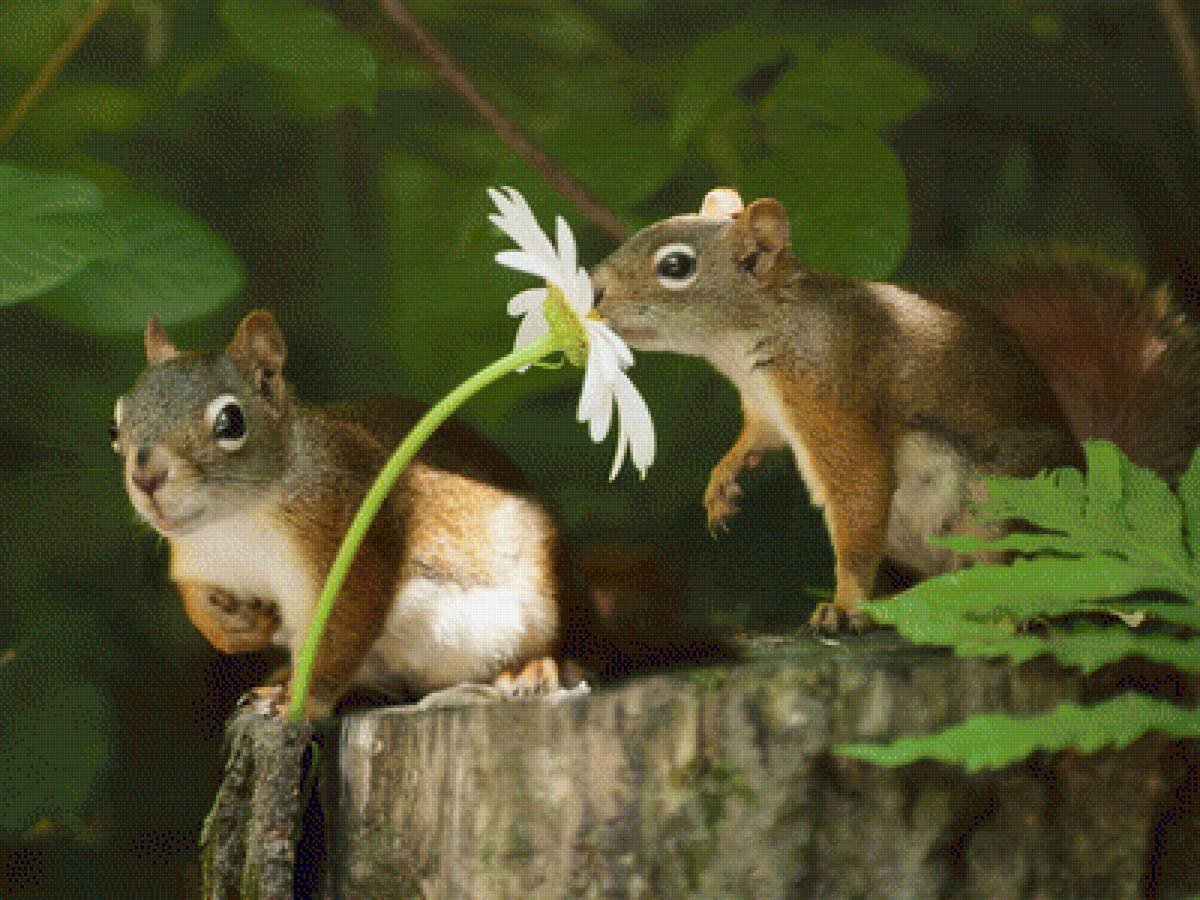 Любит, не любит... - животные, белки, лес - предпросмотр