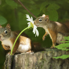 Схема вышивки «Любит, не любит...»