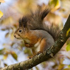 Схема вышивки «В осеннем лесу»
