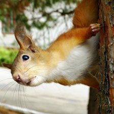 Схема вышивки «Любопытная белка»