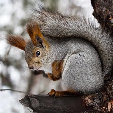 Схема вышивки «Белочка»