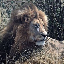 Схема вышивки «дикие»