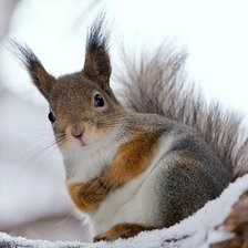 Зимняя белка