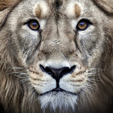 Схема вышивки «Лев»