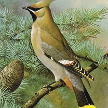 Схема вышивки «Madar»