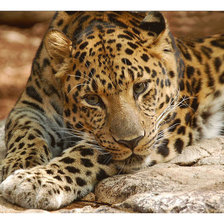 Схема вышивки «Серия "Хищники". Леопард»