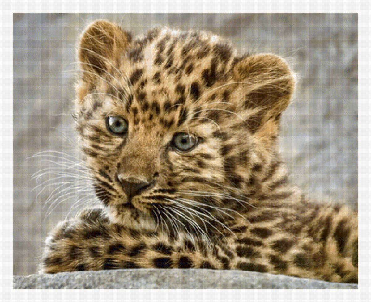 Серия "Хищники". - хищники, животные - предпросмотр