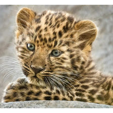 Схема вышивки «Серия "Хищники".»