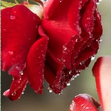 Схема вышивки «Душистой розы аромат»