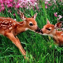 Схема вышивки «оленята»