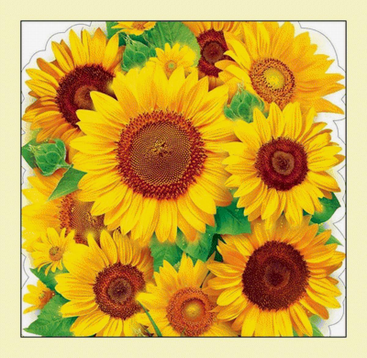 №2024769 - цветы, подсолнухи - предпросмотр