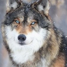 Схема вышивки «дикие»