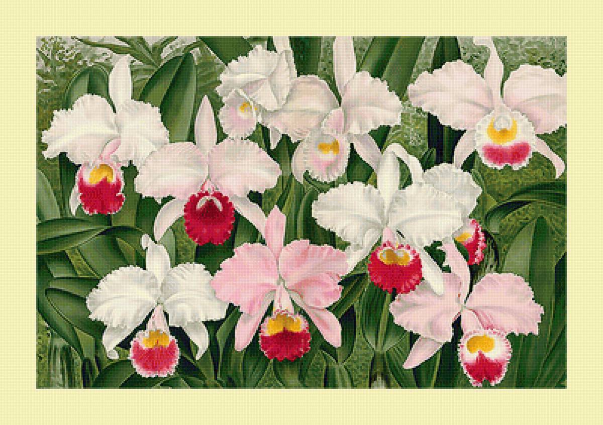 Серия "Орхидеи" - флора, цветы, орхидеи - предпросмотр