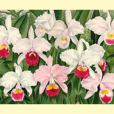 Схема вышивки «Серия "Орхидеи"»