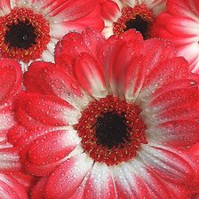 Схема вышивки «Герберы в росе»