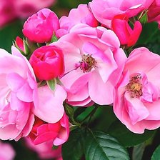 Схема вышивки «Розовые розы»