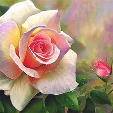 Схема вышивки «Роза»