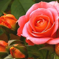 Схема вышивки «Роза»