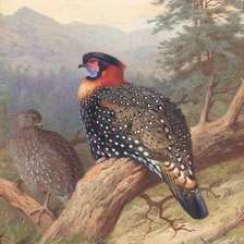 Схема вышивки «№2025119»