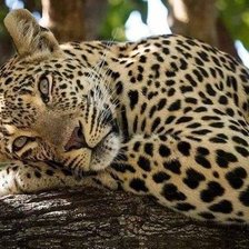 Схема вышивки «дикие»