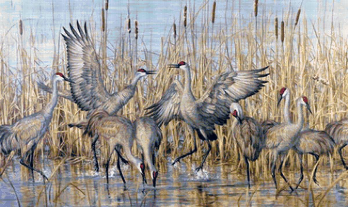 Журавли - птицы, журавли, пейзаж - предпросмотр