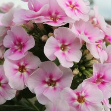 Схема вышивки «№2025970»