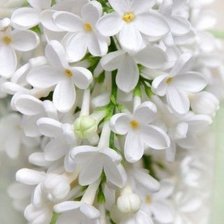 Схема вышивки «№2025971»