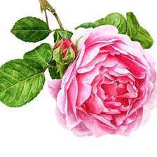 Схема вышивки «№2025996»