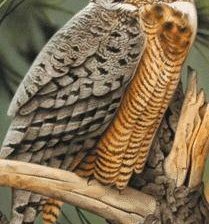 Схема вышивки «птицы»