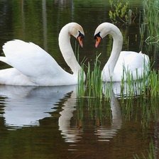 Схема вышивки «лебеди»