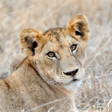 Схема вышивки «львица»