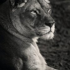 Схема вышивки «лев»