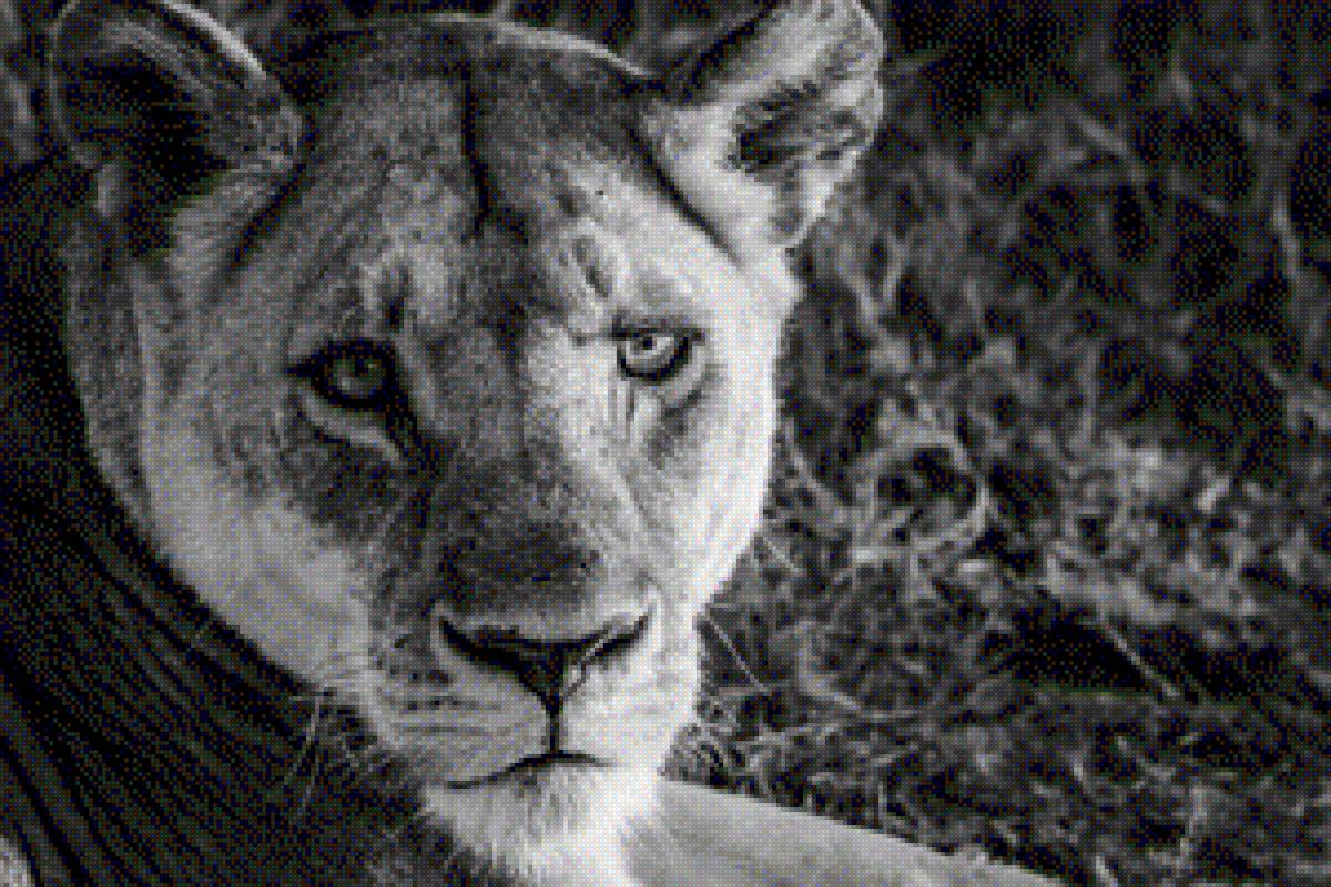 львица - предпросмотр