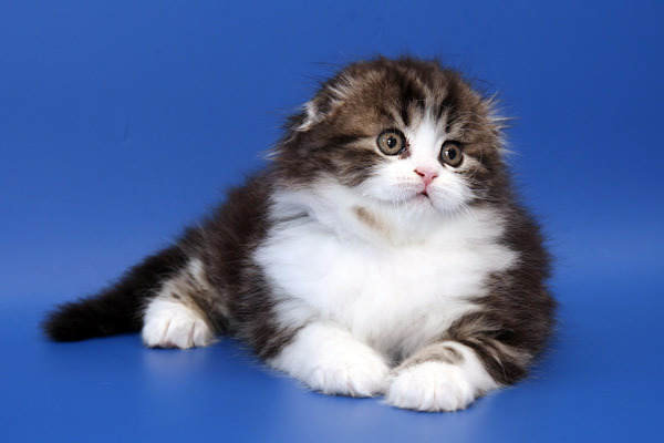 Котейка - оригинал