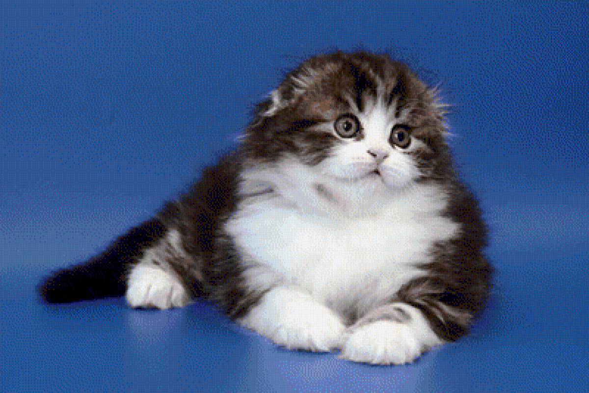 Котейка - предпросмотр