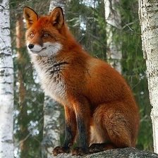 Схема вышивки «№2027240»