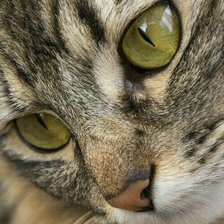 Схема вышивки «closup poes groene ogen»