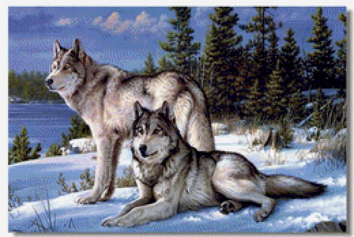 Волки - природа, волки, лес, зима - предпросмотр