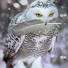 Схема вышивки «ученая сова»