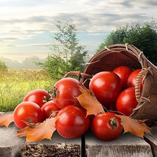 Схема вышивки «урожай»