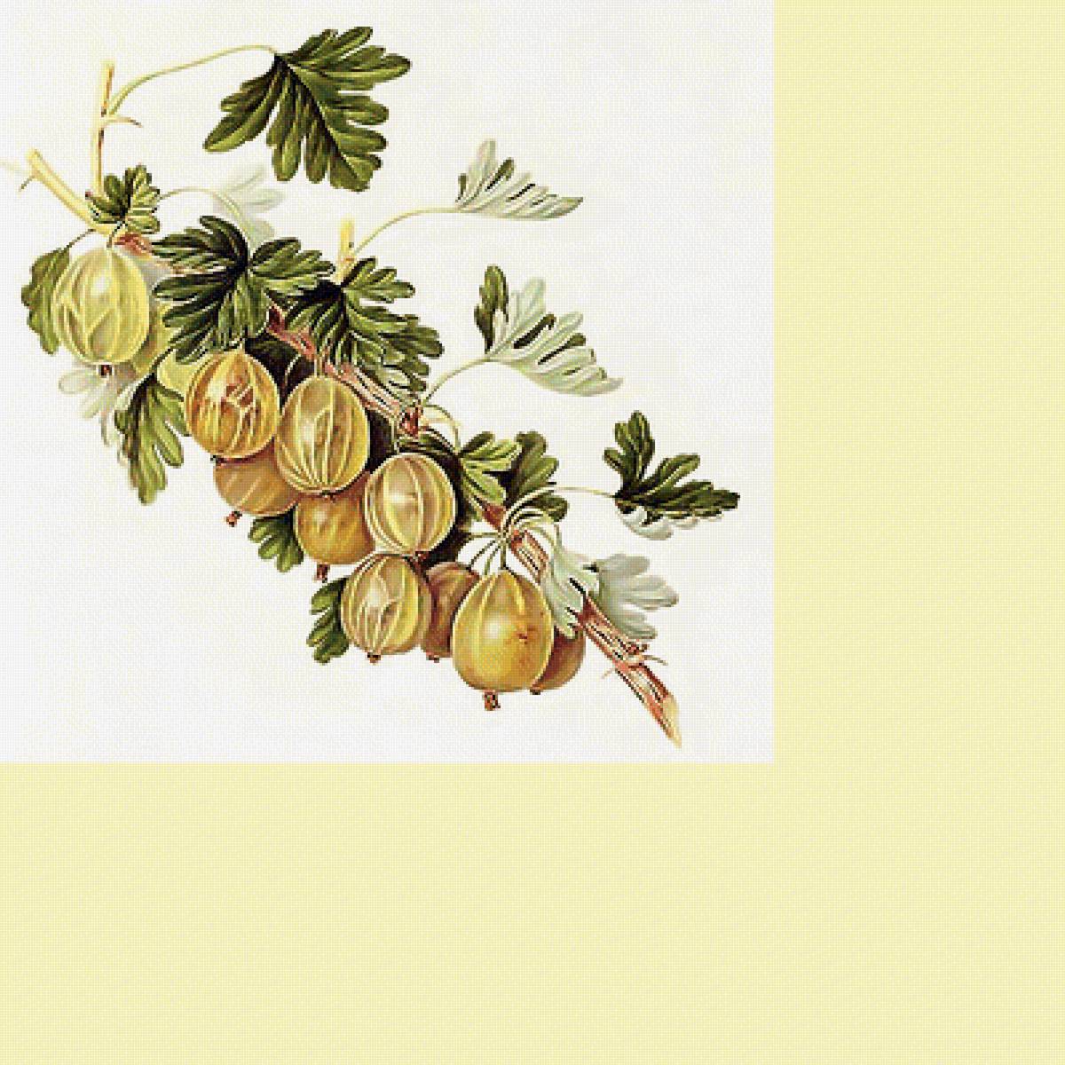 Серия "Фруктово-ягодная". Крыжовник - фрукты, ягоды, крыжовник - предпросмотр