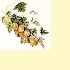 Схема вышивки «Серия "Фруктово-ягодная". Крыжовник»