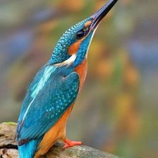 Схема вышивки «№2027645»